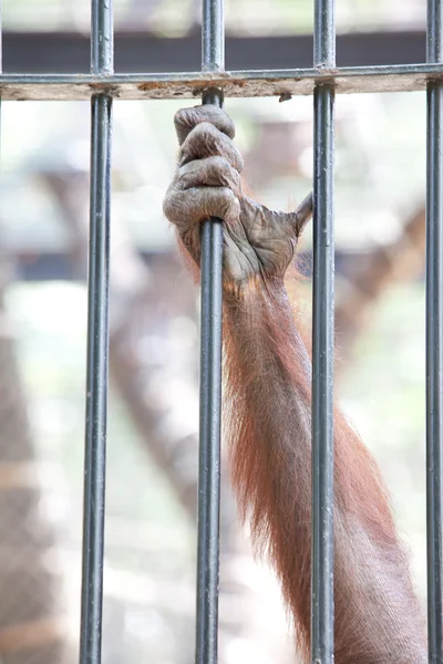 Orangutan in captivity — Stock Photo, Image