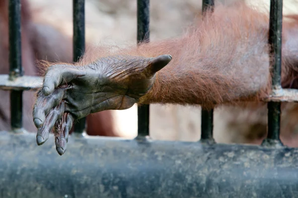 Orang-Utan in Gefangenschaft — Stockfoto