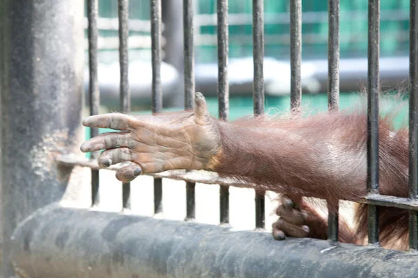 Urangutan în captivitate — Fotografie, imagine de stoc