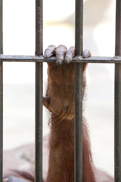 Orangutan in captivity — Stock Photo, Image