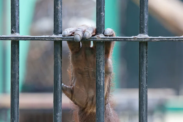 Orangutan in cattività — Foto Stock