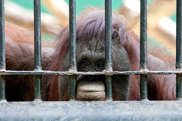 Orangután en cautiverio — Foto de Stock