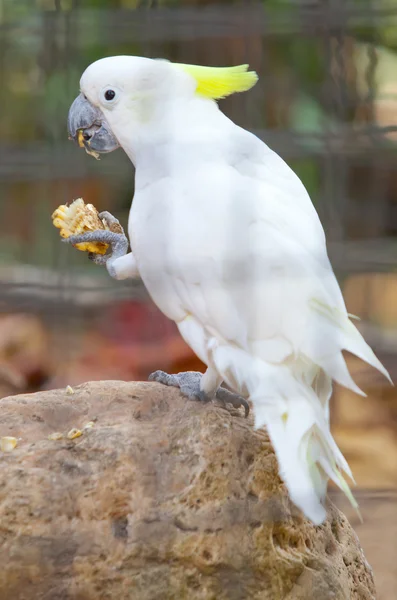 Cacatua em uma gaiola — Fotografia de Stock