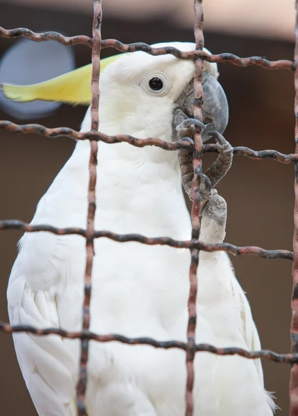Cockatoo in a cage — Stock Photo, Image