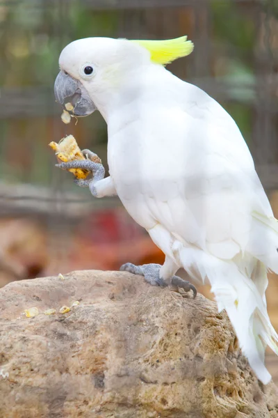 Cacatua em uma gaiola — Fotografia de Stock