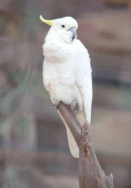 Cockatoo in una gabbia — Foto Stock