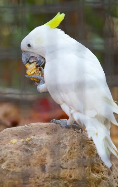 Cockatoo in una gabbia — Foto Stock