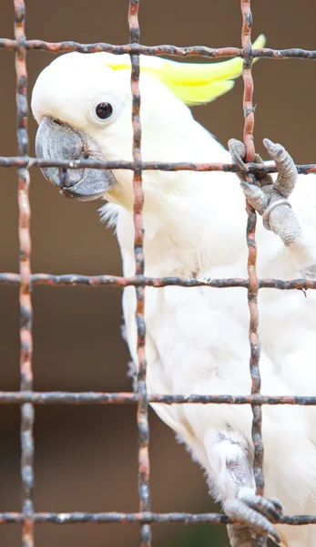 Cockatoo in una gabbia — Foto Stock