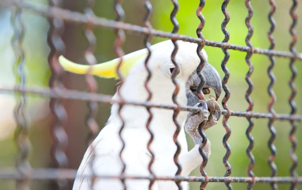 凤头鹦鹉关在笼子里 — 图库照片