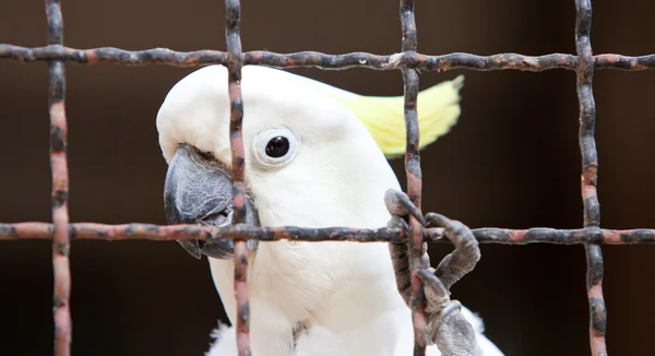 Cockatoo in a cage — Stock Photo, Image