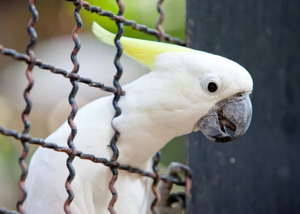 Cockatoo in a cage — Stock Photo, Image