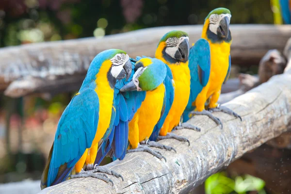 Scarlet macaws — Stock Photo, Image