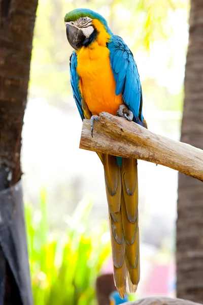 Guacamayo escarlata — Foto de Stock