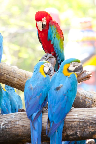 Scarlet macaws — Stock Photo, Image