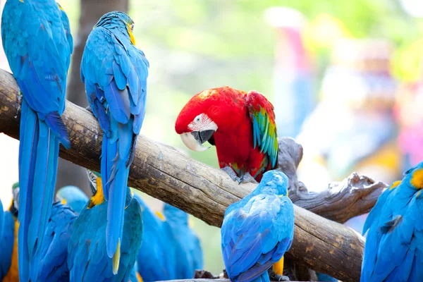 Scarlet macaws — Stock Photo, Image