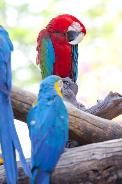 Scarlet macaws — Stock Photo, Image