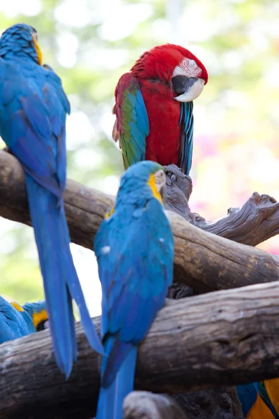 Scarlet macaws — Stock Photo, Image