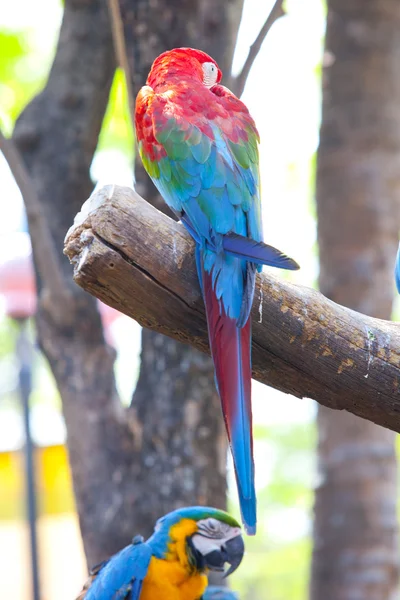 Scarlet Amerika papağanı — Stok fotoğraf