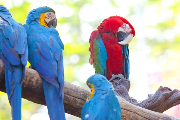 Šarlatové papoušky — Stock fotografie