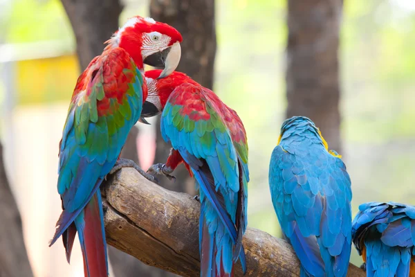 Guacamayo escarlata — Foto de Stock