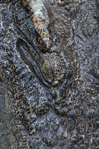 Крупный план соленого крокодила — стоковое фото