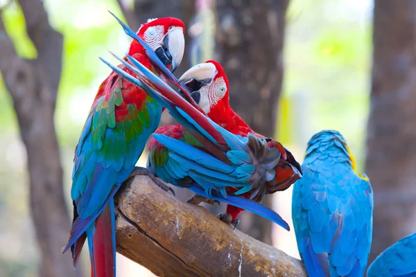 Guacamayo escarlata —  Fotos de Stock