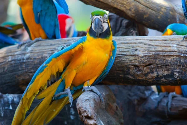 Guacamayo escarlata — Foto de Stock