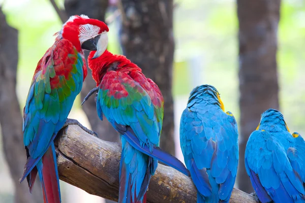 Šarlatové macaw — Stock fotografie