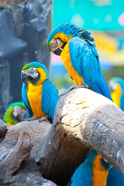 Guacamayo escarlata —  Fotos de Stock