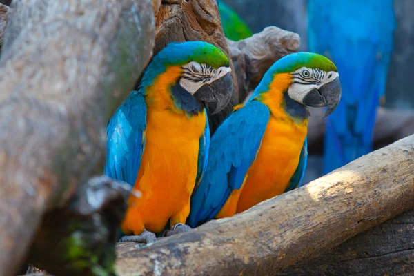 Guacamayo escarlata — Foto de Stock