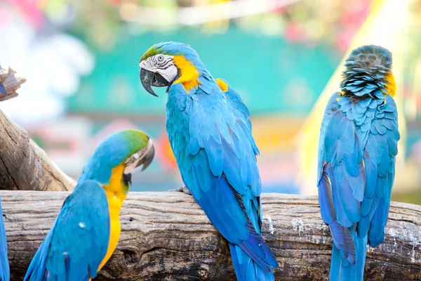 Guacamayo escarlata —  Fotos de Stock