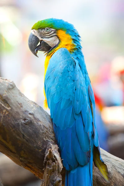 Scarlet macaw — Stock Photo, Image