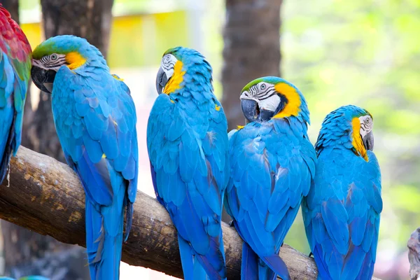 Guacamayo escarlata —  Fotos de Stock