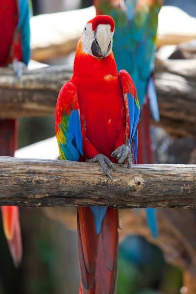 Guacamayo escarlata —  Fotos de Stock