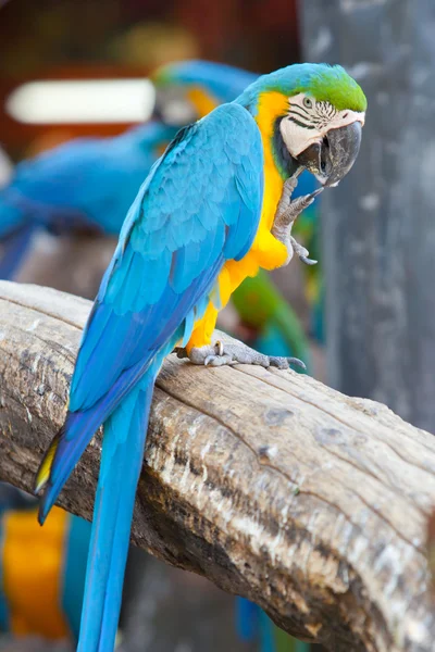 Guacamayo escarlata — Foto de Stock