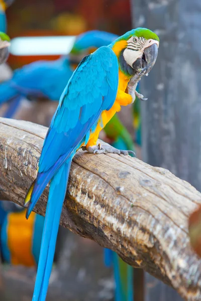 Guacamayo escarlata —  Fotos de Stock