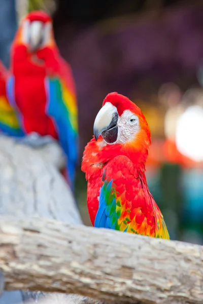 Scarlet macaw — Stock Photo, Image