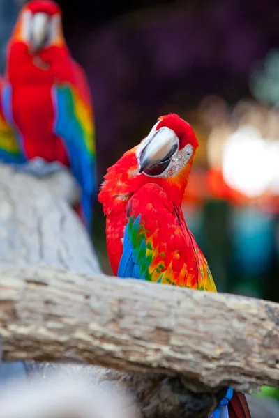 Kızıl papağan. — Stok fotoğraf