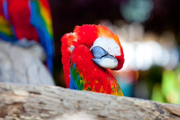 Šarlatové macaw — Stock fotografie