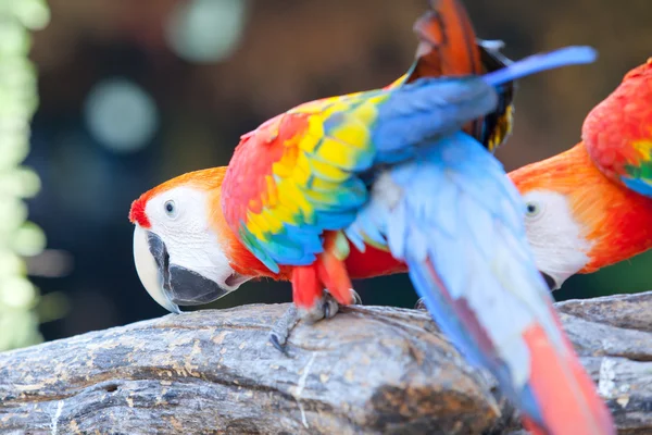 Guacamayo escarlata —  Fotos de Stock