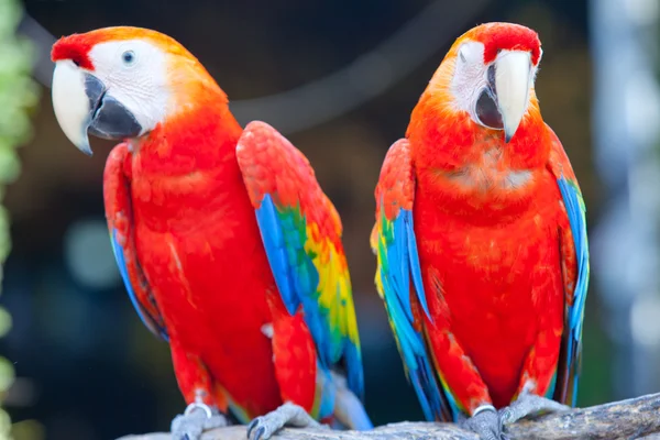 Guacamayo escarlata —  Fotos de Stock