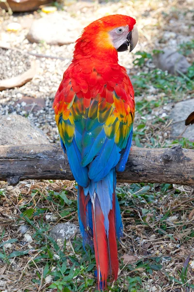 Guacamayo escarlata —  Fotos de Stock