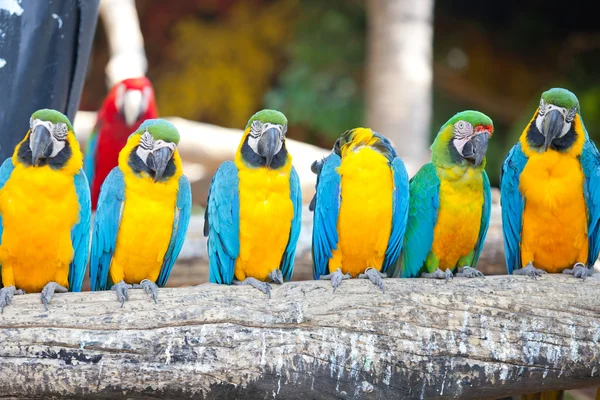 Scarlet macaws — Stock Photo, Image