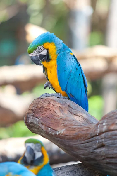 Scarlet macaws — Stock Photo, Image