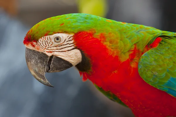 Guacamayos escarlata —  Fotos de Stock