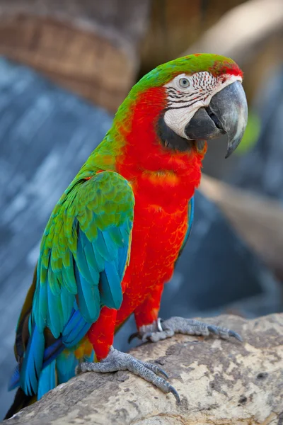 Dieprode macaws — Stockfoto