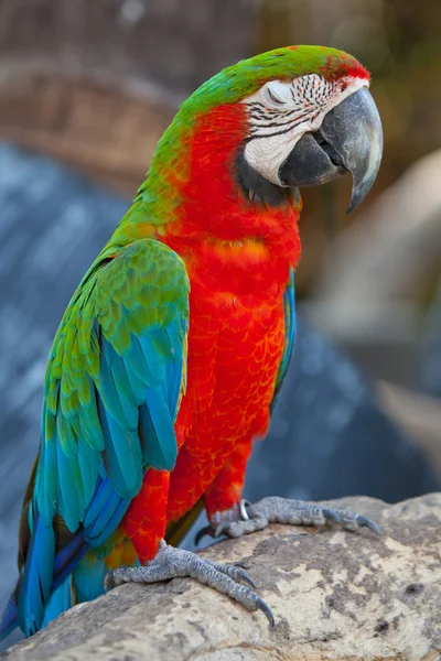 Dieprode macaws — Stockfoto