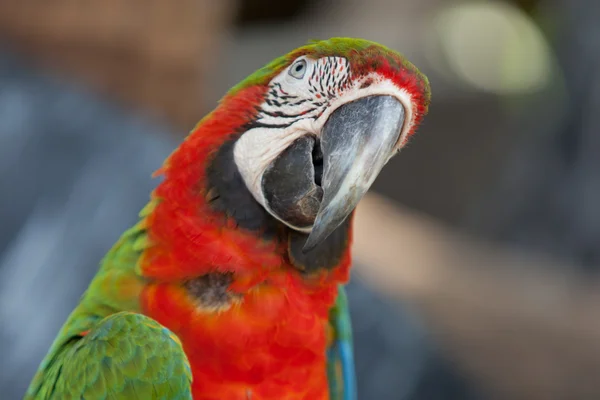 Dieprode macaws — Stockfoto