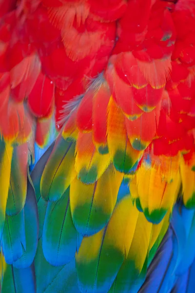 猩红色的金刚鹦鹉 — 图库照片