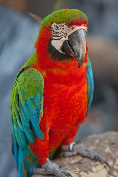 Dieprode macaws — Stockfoto